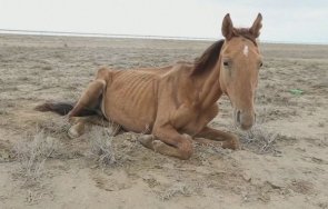 невиждана суша стотици коне умират глад жажда степите казахстан
