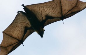 прилеп прелетя англия русия постави рекорд