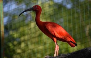 екзотични птици новите обитатели столичния зоопарк