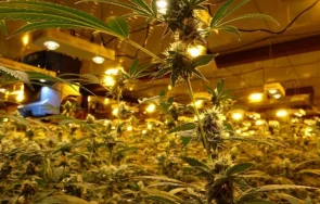 разкриа високотехнологична наркооранжерия