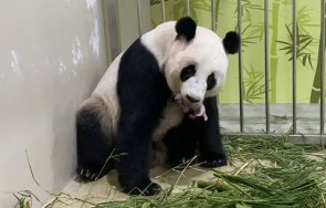 сингапурски зоопарк сдоби бебе панда