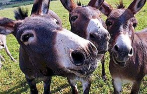 мулета събират боклука италианско градче