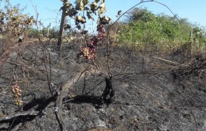 лозови масиви изгоряха заради небрежност силистра