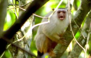откриха нов вид маймуна бразилската част амазония