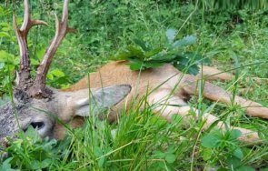 арестуваха мъж пловдивско село застрелял сръндак
