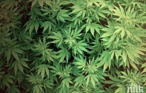 четири тона коноп ожънаха ченгета ниви благоевград