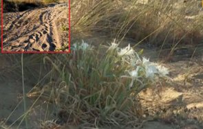 Плаж Алепу лилия АТВ-та