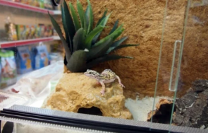 Гущери ферма Пловдив