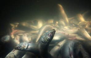 язовир ивайловград критично ниски обеми рибата измира