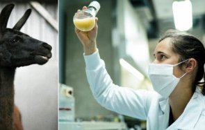 антителата лама притъпяват covid вариантите лабораторно изпитване твърди белгийски стартъп