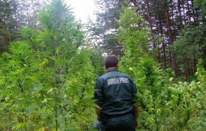 330 килограма канабис ожънаха района благоевград