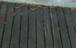 сантиметрова змия изпълзя площад тройката бургас