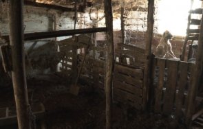 изоставени кучета вързани дни без храна вода бяха открити ямболско