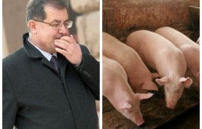 свиневъдите настояват спешна среща министъра земеделието