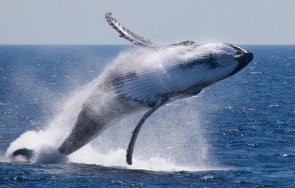 сините китове завърнаха испания