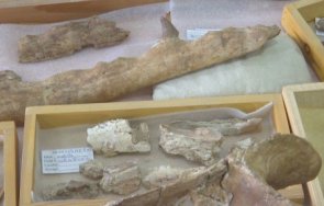 невиждано намериха кит четири крака