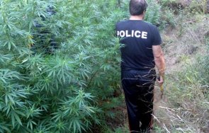 плантация канабис разкриха района котел