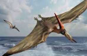 чилийски учени откриха останки летящ динозавър