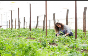 158 малки стопанства получават подкрепа подмярката