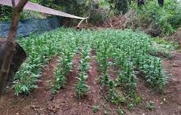 наркотици оръжие откриха частен имот годеч