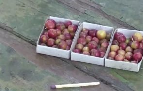 руски градинар отглежда ябълки големината