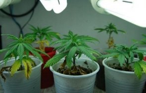 заловиха пенсионерка отглежда коноп кофички кисело мляко