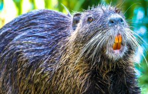 монголия установиха бобри убити covid