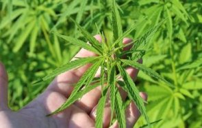 заловиха пенсионерка отглежда коноп кофички кисело мляко