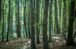 агенцията горите алармира масова сеч иглолистни гори общините