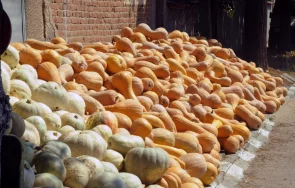 пазар тиквите провежда село бяла река