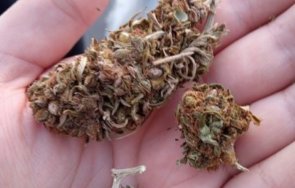 задържаха 4580 индустриален коноп снимки