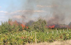 пожар унищожи 150 декара лозя района сливен