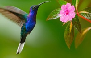 колибрите способни долавят миризмата потенциална опасност