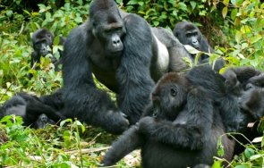 горили зоопарк атланта заразени коронавирус