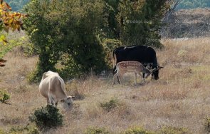 Еленче с крави Родопите