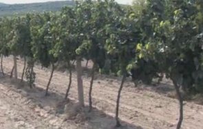 полиция жандармерия охранява лозовите масиви пазарджишко