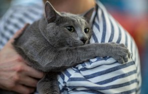 домашните любимци подходящи алергични стопани