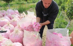 розопреработвателите получиха 444 339 лева компенсации