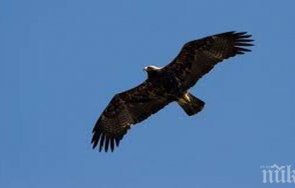 опитват спасят царски орел надупчен сачми