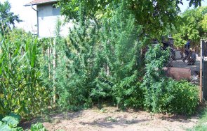 секнаха жътва две ниви коноп арбанаси