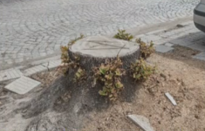 резнаха здрави дървета пловдив заради мащабен пътен проект