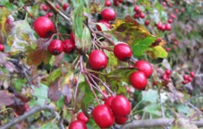 глог билката бог лекува болести