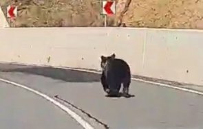 мечка изскочи пътя девин кричим посред бял ден видео