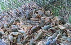 кошове раци иззеха бракониери язовир ястребино