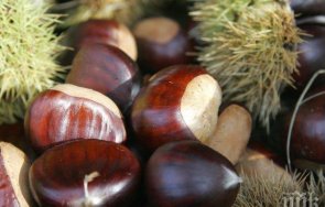 отмениха празника печения кестен брежани