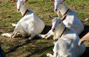 заловиха стрелец гърмял стадо кози въздушна пушка