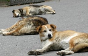 кърджали правят приют бездомни кучета държавен имот