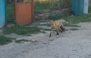 лисици разхождат населените места сигналите валят един друг софия варна плевен