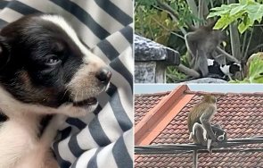 маймуна отвлече кученце държа дни плен снимки