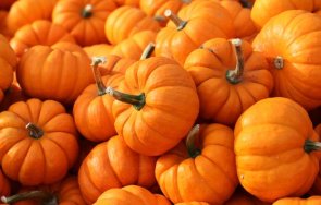 есенни апаши задигнаха тона тикви земеделски имот санданско